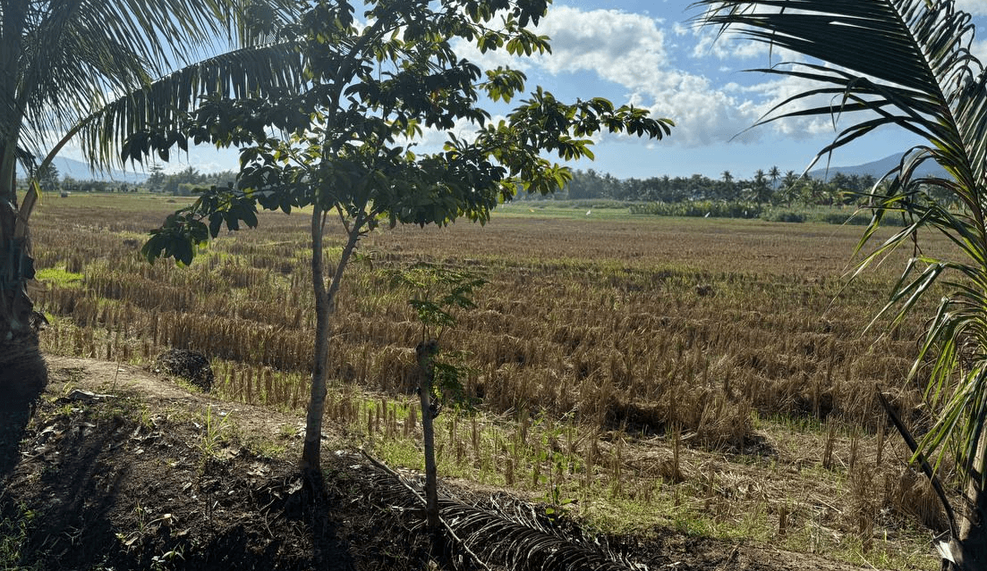 case image